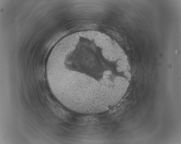 X0000071780146200607211605