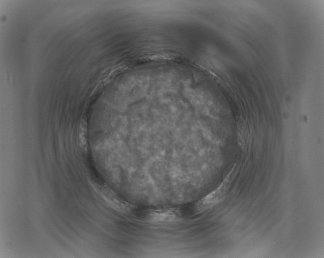 X0000071780175200607211606