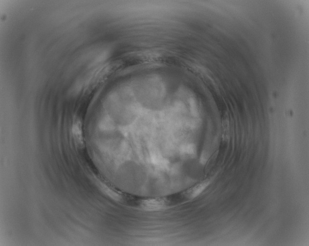 X0000071780238200607211605