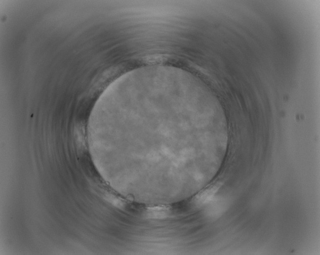 X0000071780240200607211605