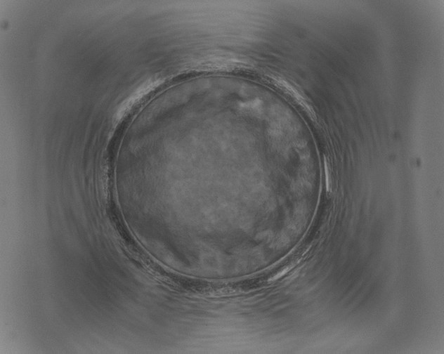 X0000071780675200607211557