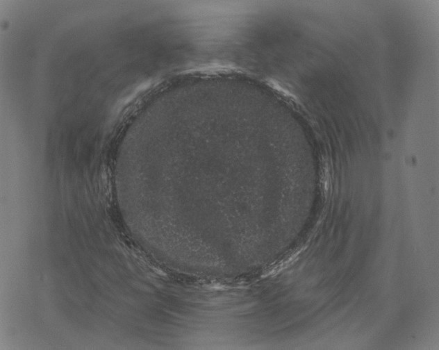 X0000071781398200607211545