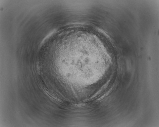 X0000071781403200607211545