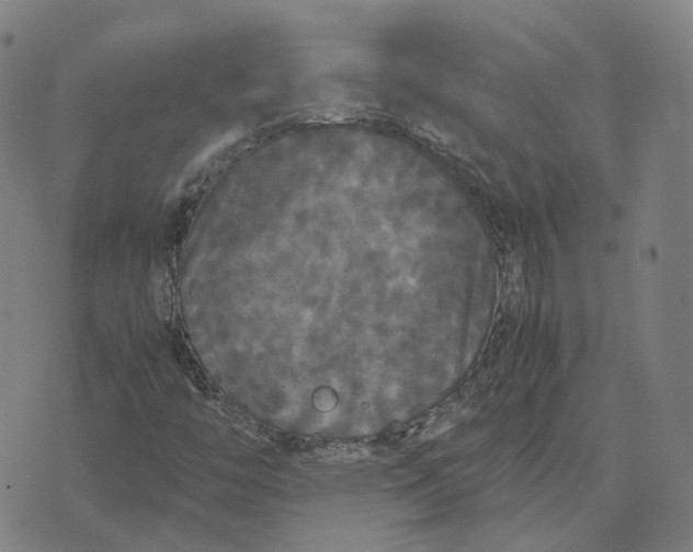 X0000071781446200607211545