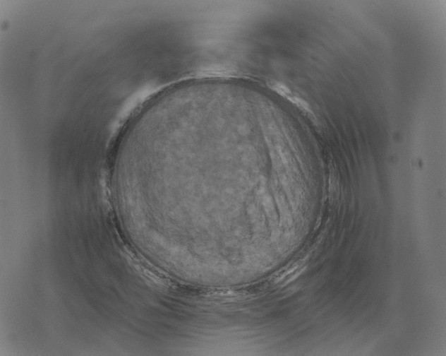 X0000071781454200607211545