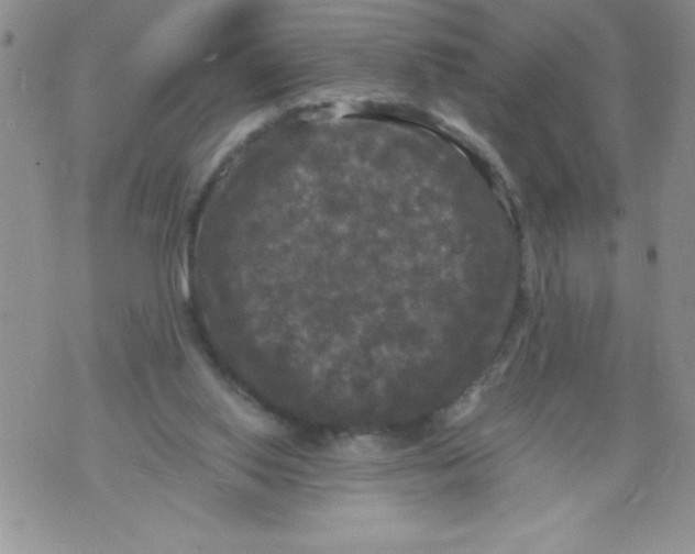 X0000071780062200607282248