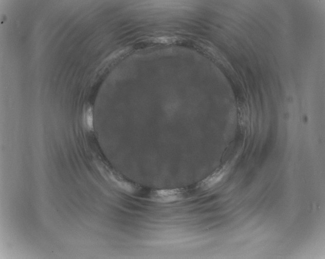 X0000071780095200607282249