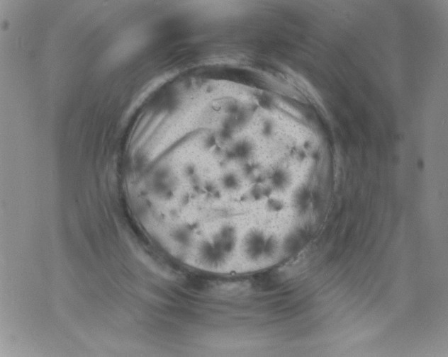 X0000071780155200607282246