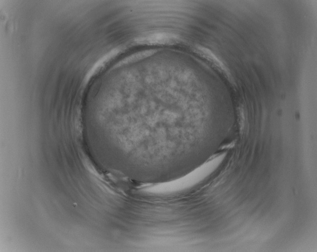 X0000071780392200607282243