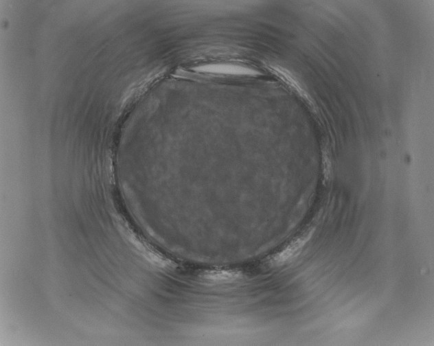 X0000071780453200607282242