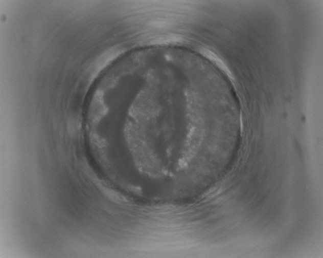 X0000071780483200607282242