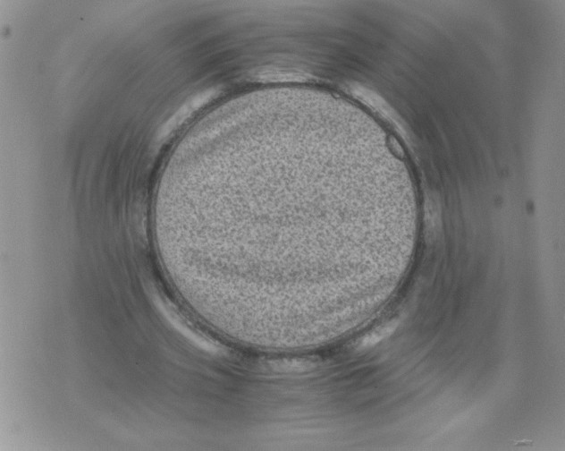 X0000071780533200607282240