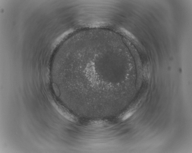 X0000071780540200607282240