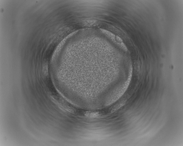 X0000071780602200607282240