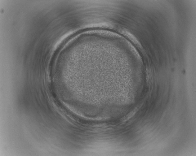 X0000071780628200607282239