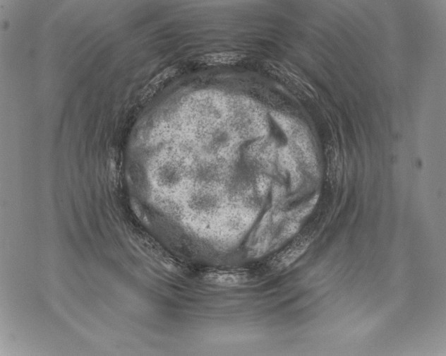 X0000071780655200607282239