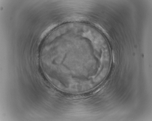 X0000071780675200607282239