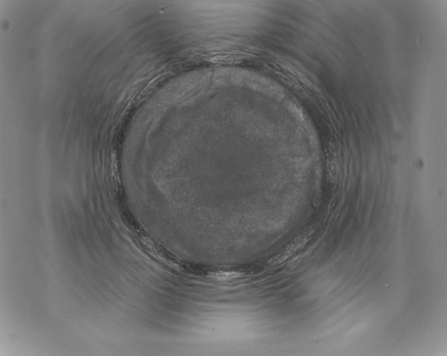 X0000071780748200607282237