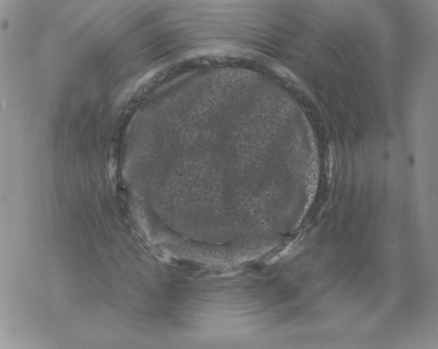 X0000071780822200607282236