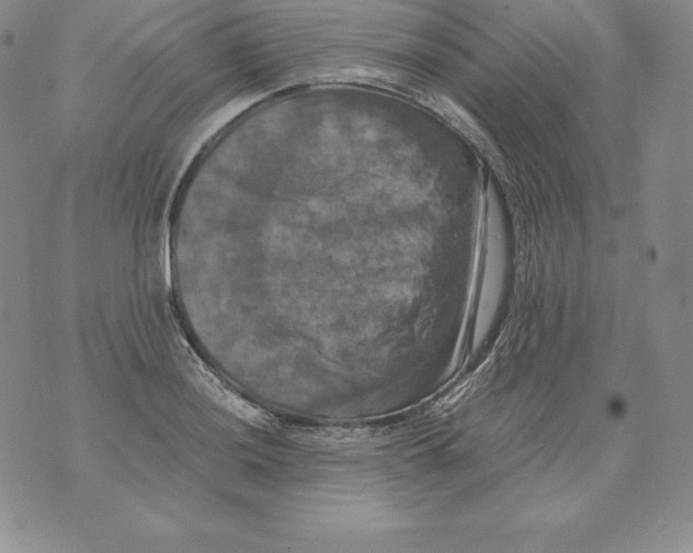 X0000071781036200607282233