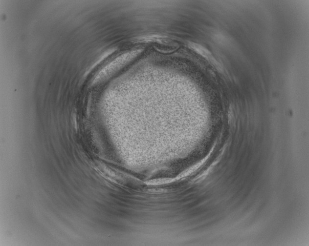 X0000071781209200607282229