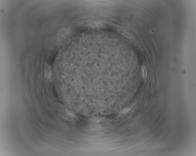 X0000071781251200607282229