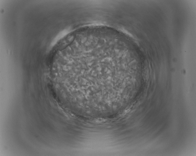 X0000071781255200607282229