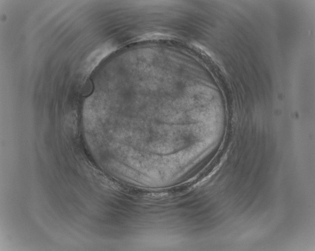 X0000071781313200607282228