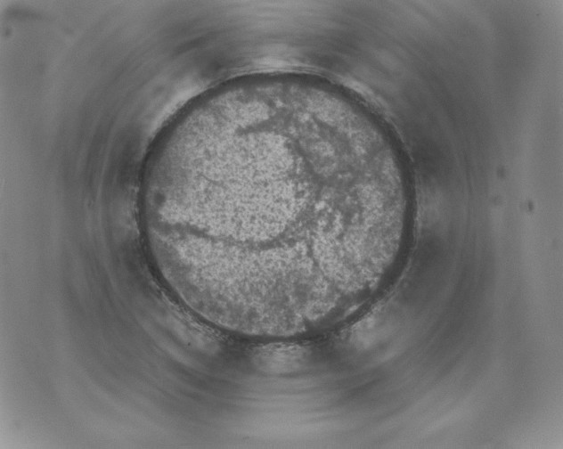 X0000071781314200607282228