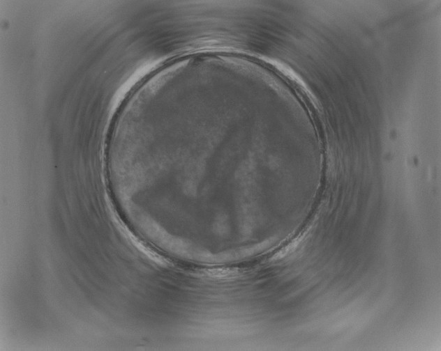 X0000071781333200607282228