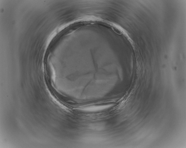 X0000071781335200607282228