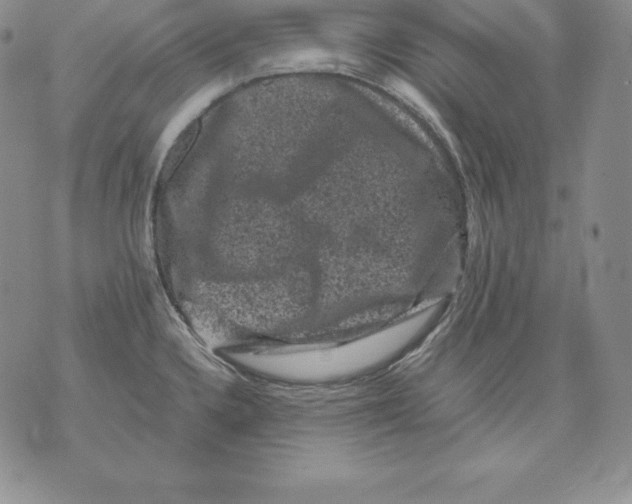 X0000071781336200607282228