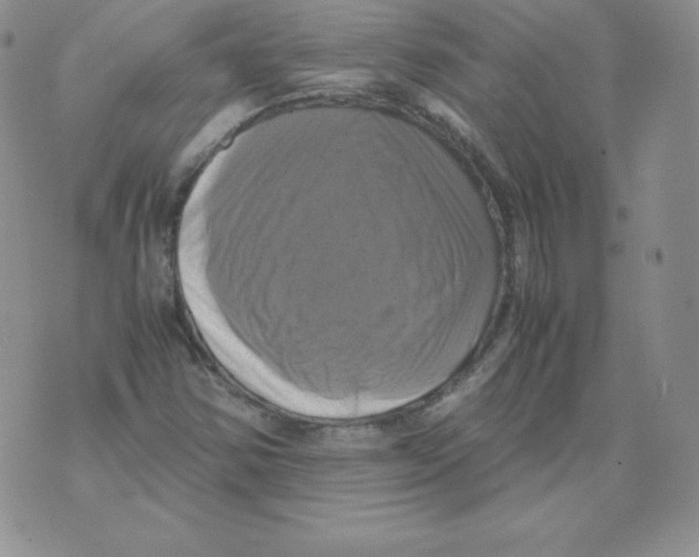 X0000071781354200607282228