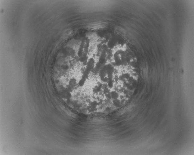 X0000071781393200607282226