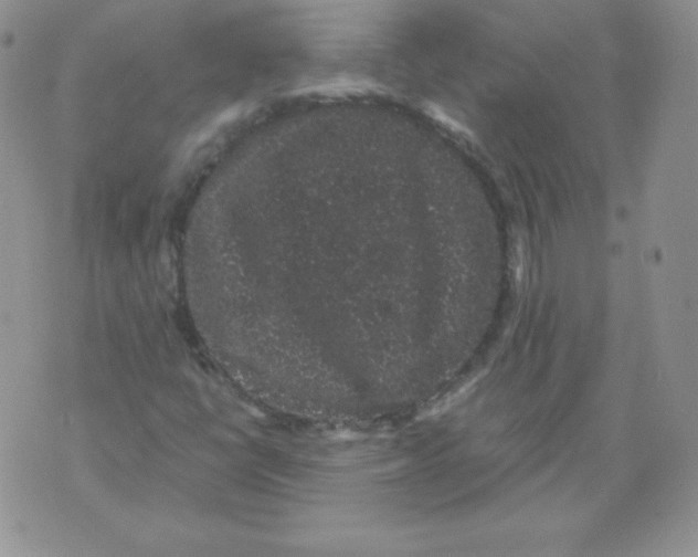 X0000071781398200607282226