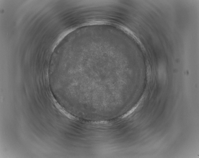 X0000071781417200607282227