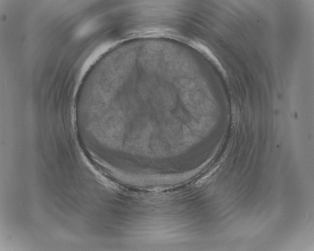 X0000071781424200607282227