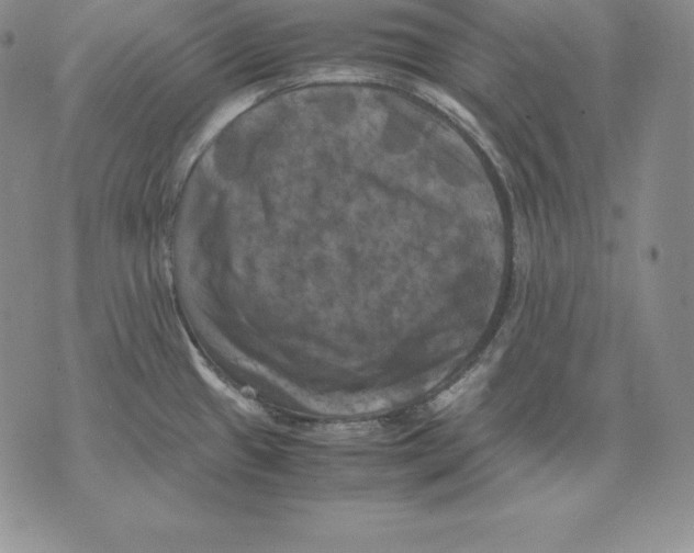 X0000071781433200607282227