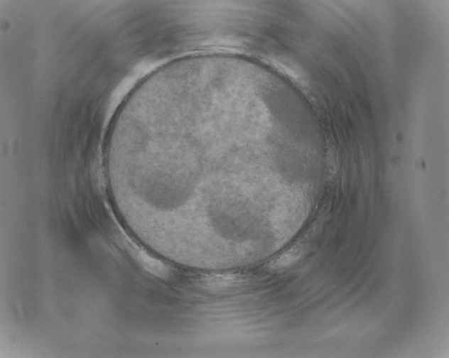 X0000071781470200607282226