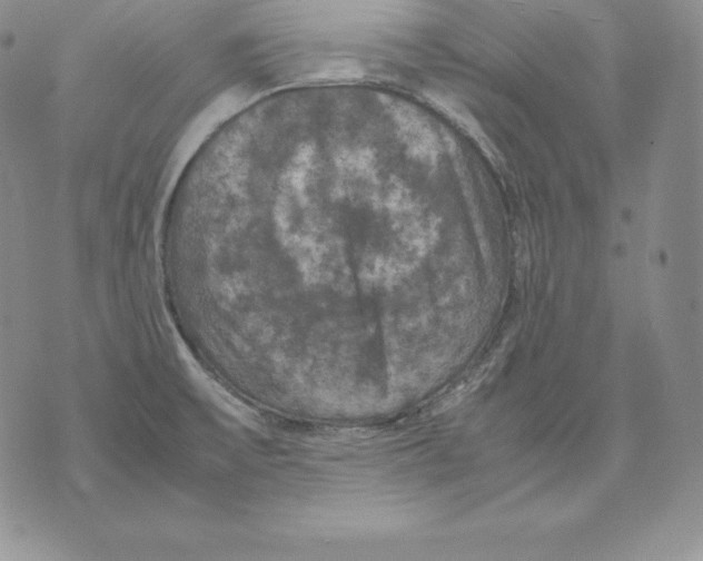 X0000071781475200607282226