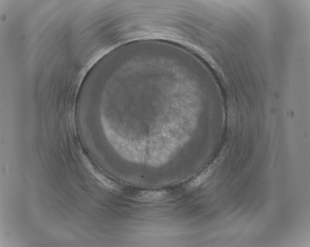 X0000071781513200607282225