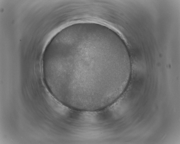 X0000071781514200607282225