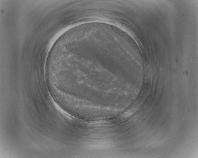 X0000071781535200607282225