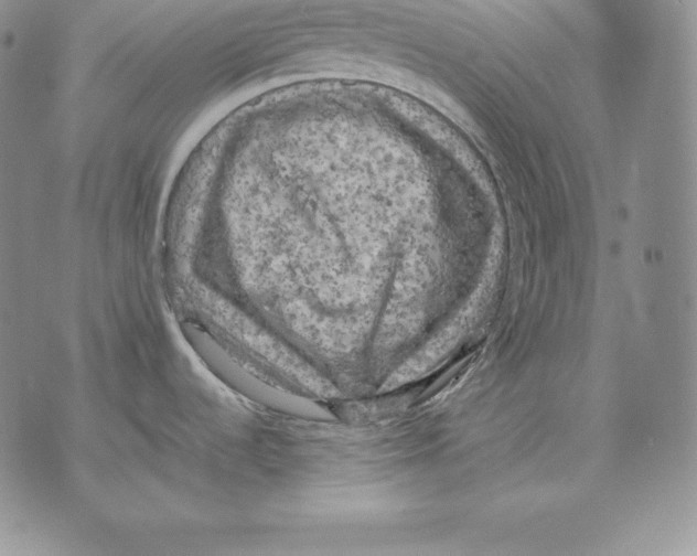 X0000071781536200607282225