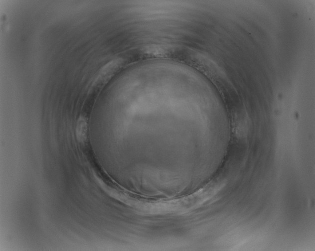 X0000071790036200606301256