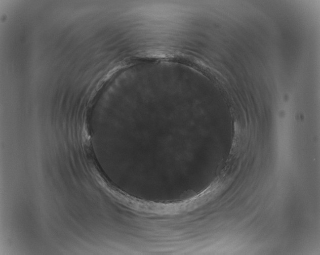 X0000071790048200606301256