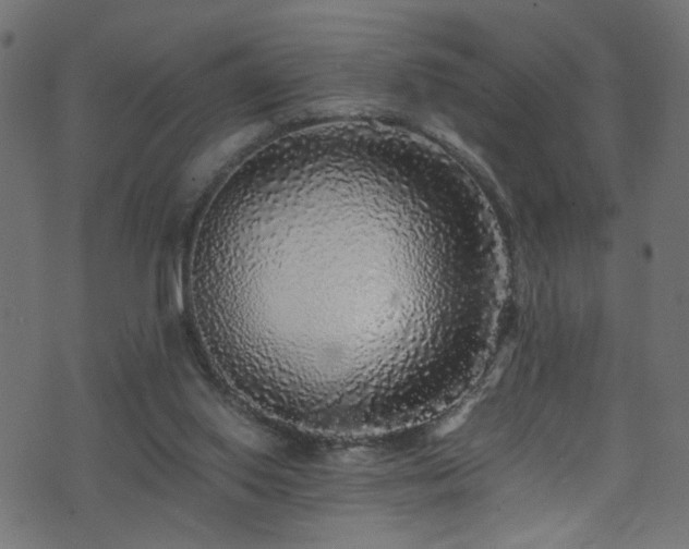 X0000071790062200606301255