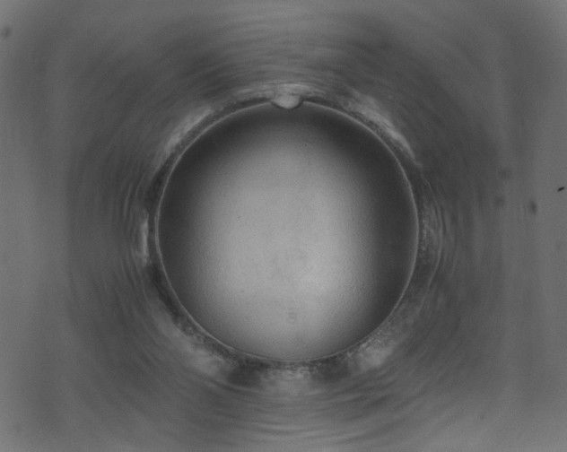 X0000071790110200606301255