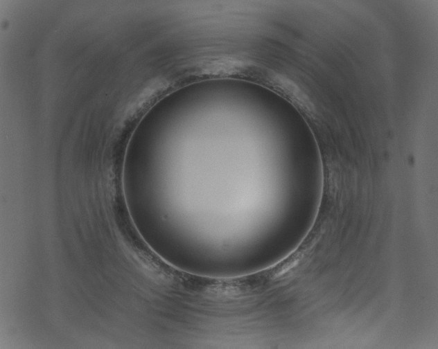 X0000071790354200606301251