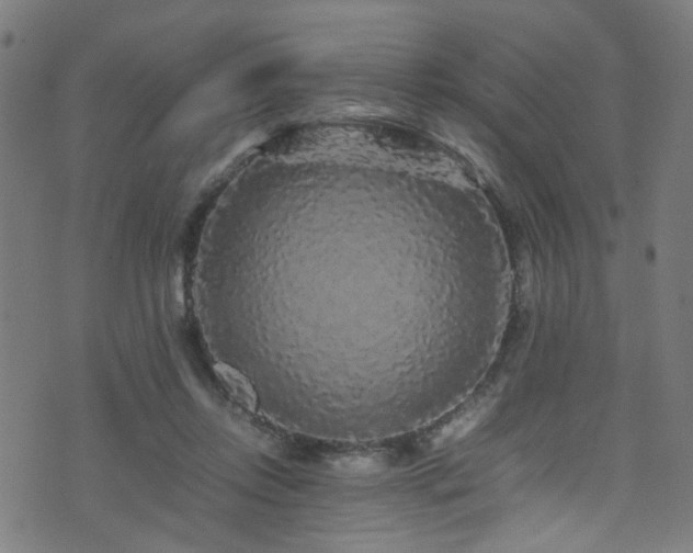 X0000071790358200606301251
